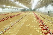 泰森鸡肉(泰森鸡肉属于什么档次)