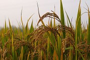 水稻(水稻钻心虫用什么药效果好)