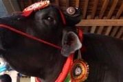 苏丹兑换人民币(苏丹货币兑换人民币汇率)