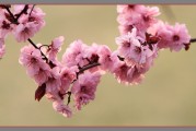 桃李(桃李满天是什么意思)