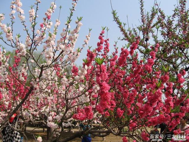 桃李(桃李满天是什么意思)