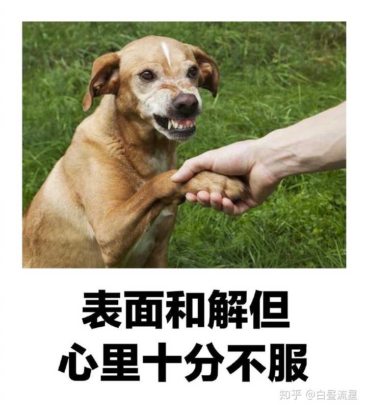 他说可以上了(他说,可以上 萌娘百科)