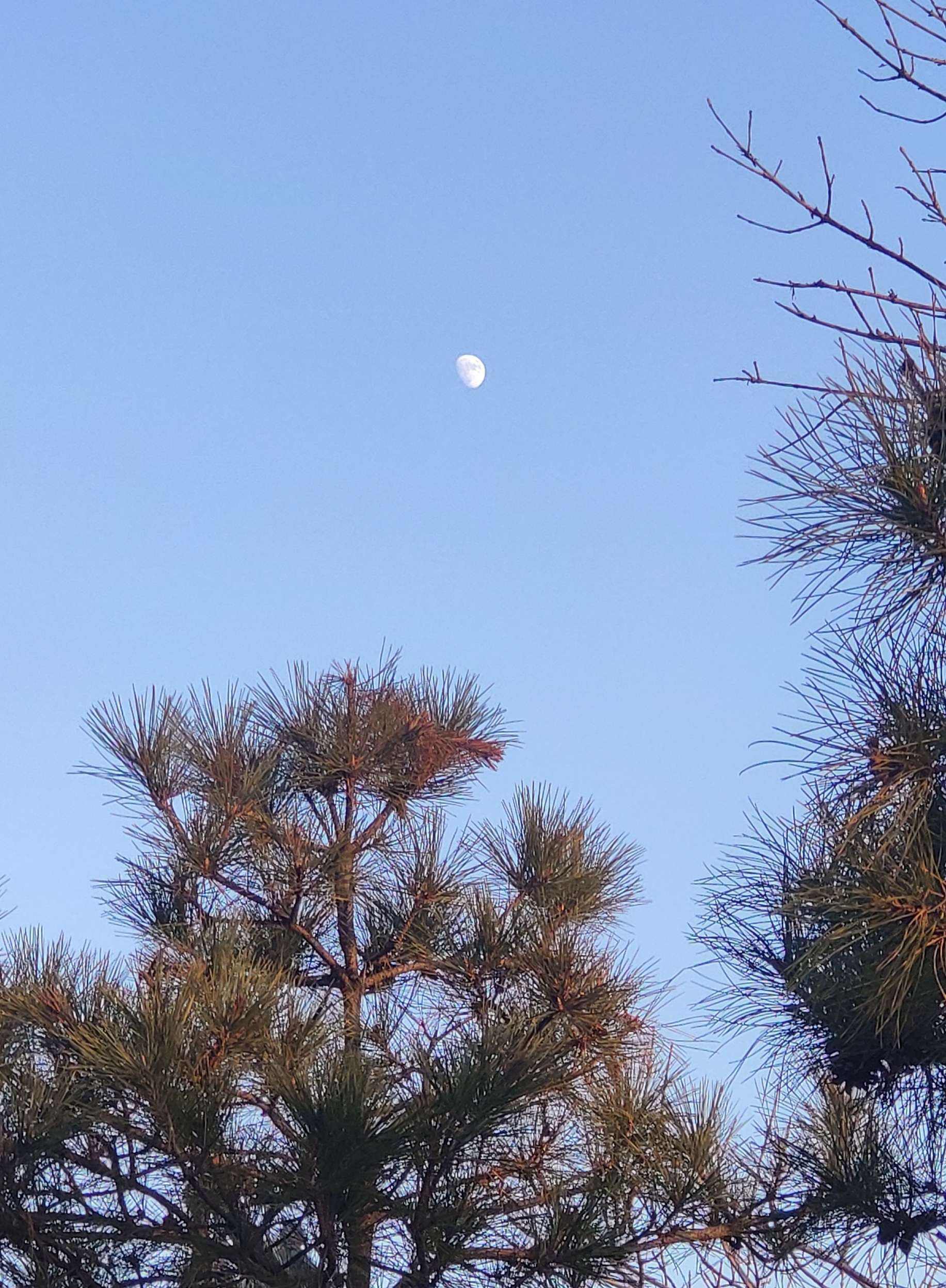 是月(是月亮绕着地球转还是地球绕着月亮转)