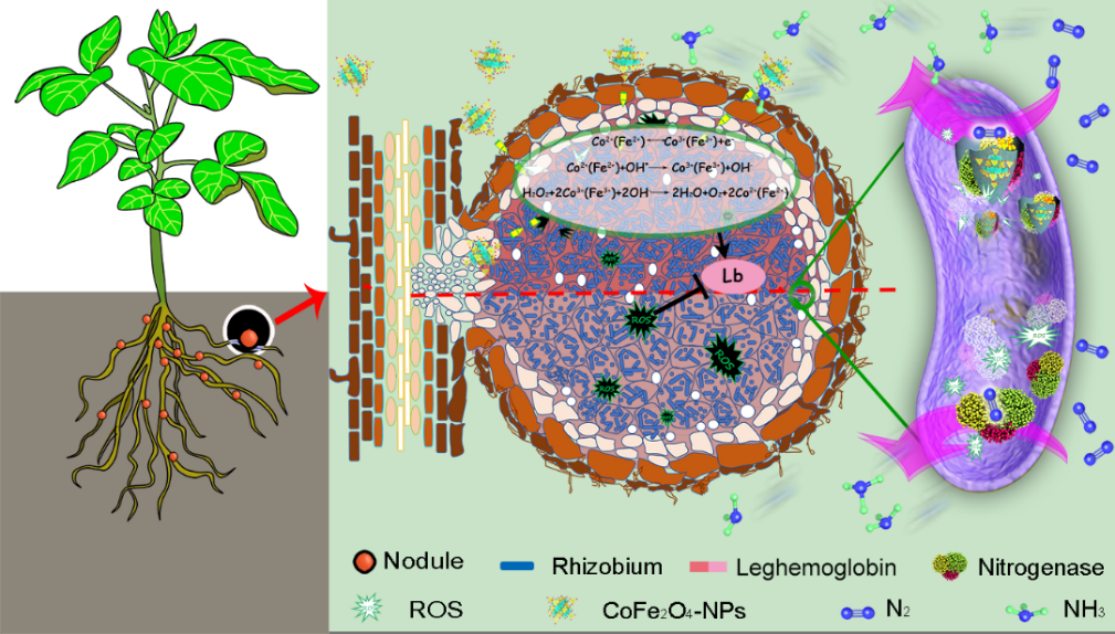 生物固氮(生物固氮的离子方程式)