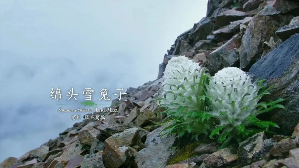 水母雪兔子(水母雪兔子是雪莲花吗)